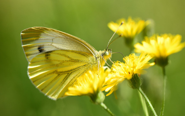 Yellow butterfly yellow flower field free wallpaper - medium preview image
