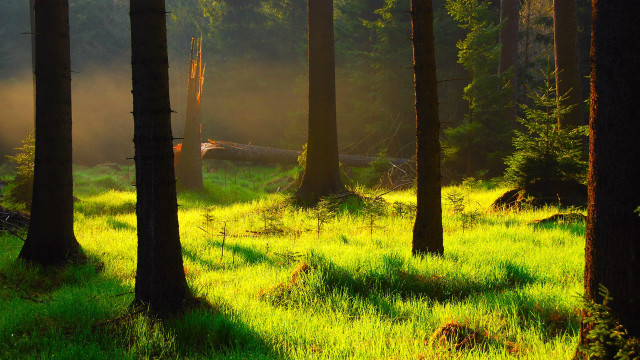 Forest light sunshine path grass free wallpaper - medium preview image