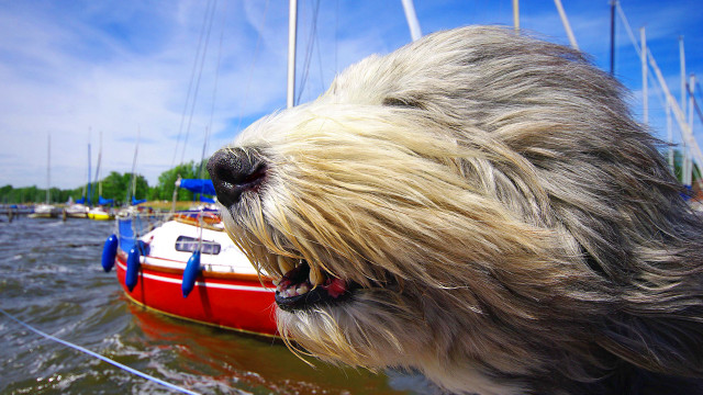 Dog boat water background impressionism free wallpaper - medium preview image