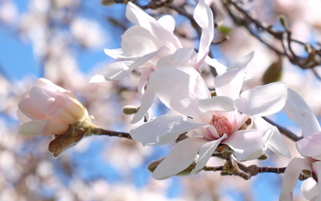 White flowered tree blue sky #2 free wallpaper - medium preview image