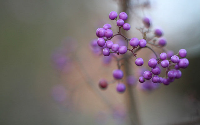 Purple plant macro berries dango free wallpaper - medium preview image