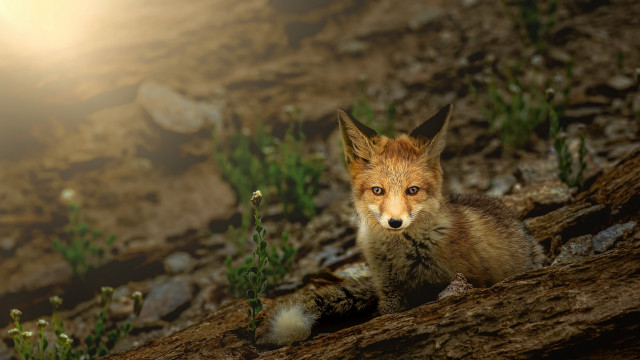 Fox rocky hill bright light free wallpaper - medium preview image