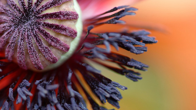 Flower closeup purple tips yellow free wallpaper - medium preview image