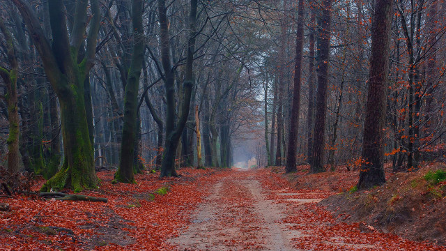 Dirt road forest autumn leaves #3 free wallpaper - medium preview image