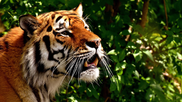Tiger distant look trees sunlit free wallpaper - medium preview image