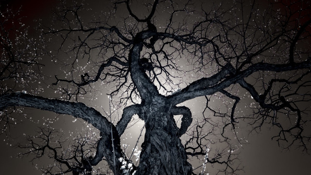Bare tree full moon snow free wallpaper - medium preview image