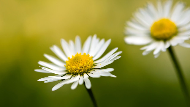 Daisies green field blurry background free wallpaper - medium preview image