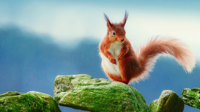 Red squirrel green rock moss free wallpaper - medium preview image