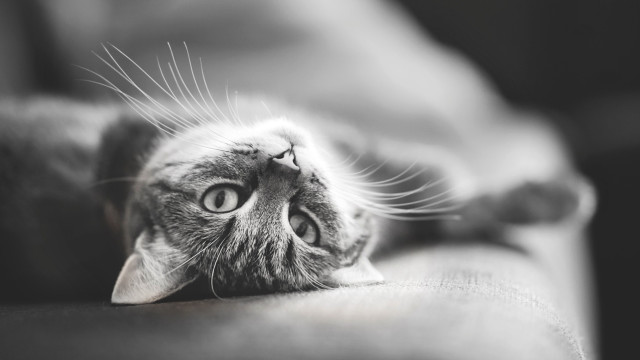 Cat back couch looking camera #2 free wallpaper - medium preview image