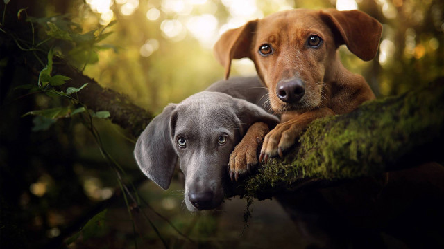 Dog branch outdoor nature blurry free wallpaper - medium preview image