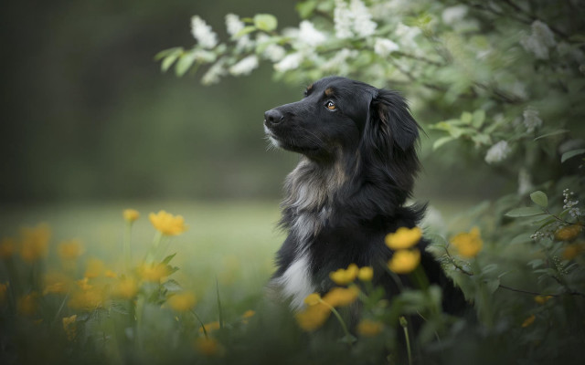 Dog flower field autumn bird free wallpaper - medium preview image