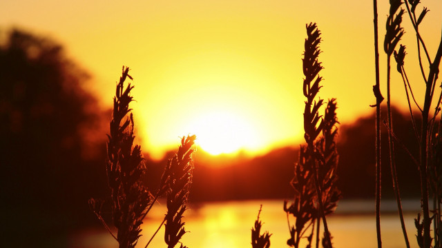 Sunset plants water trees autumn free wallpaper - medium preview image