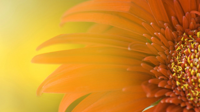 Bright orange flower yellow blurry free wallpaper - medium preview image