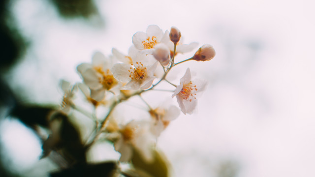 White daisy lily flower shallow free wallpaper - medium preview image