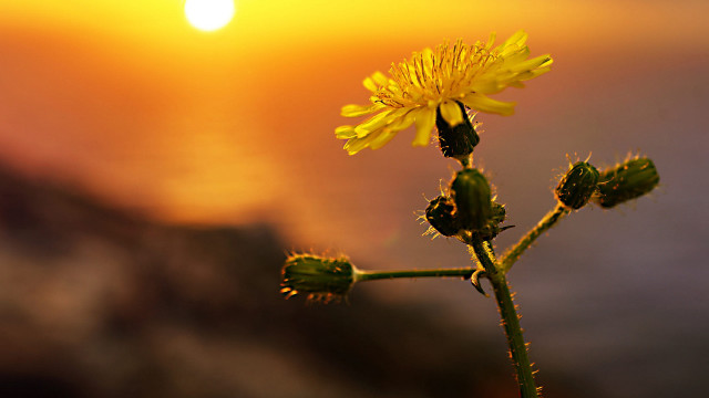 Dandelion sunset backlight macro sky free wallpaper - medium preview image