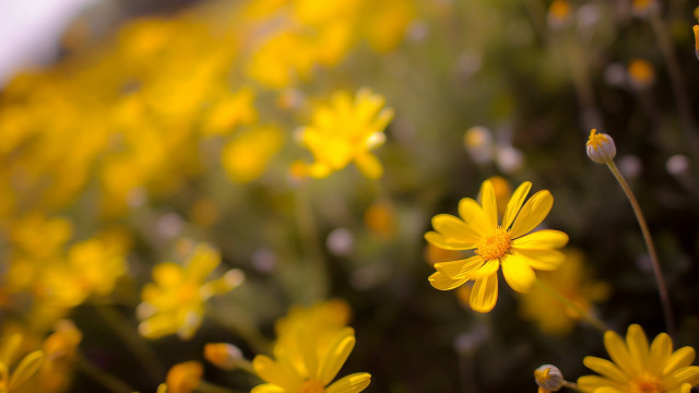 Yellow flower field bokeh autumn #2 free wallpaper - medium preview image