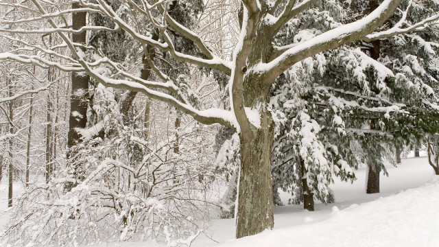 Snow covered forest large tree free wallpaper - medium preview image