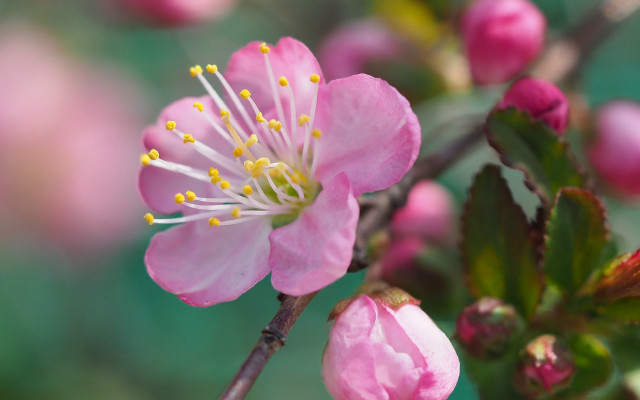 Pink flower branch bokeh macro #2 free wallpaper - medium preview image