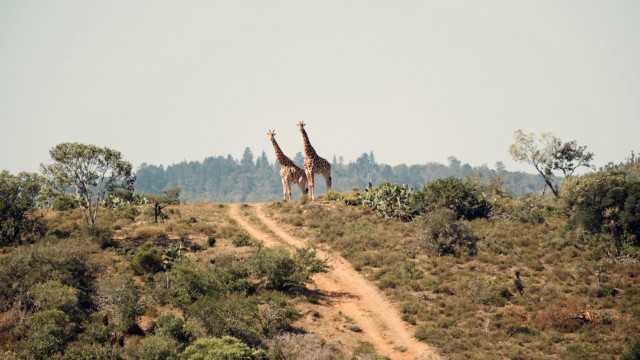 Giraffes dirt road wildlife nature free wallpaper - medium preview image