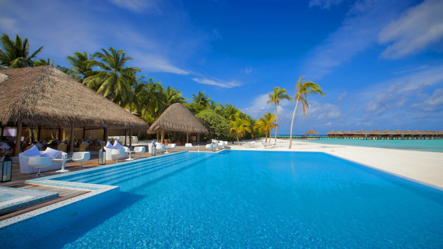 Luxury beach pool palm trees free wallpaper - medium preview image