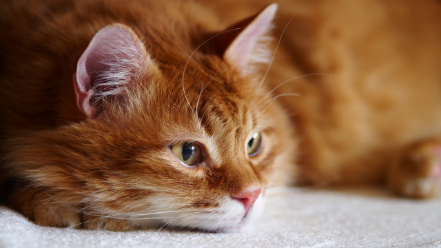 Cat closeup white blanket green free wallpaper - medium preview image