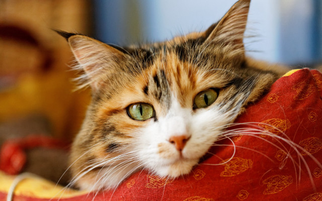 Cat redpillow yellowredblanket sf jigsaw free wallpaper - medium preview image