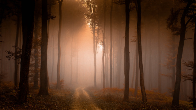 Foggy forest path sunshine autumn #2 free wallpaper - medium preview image