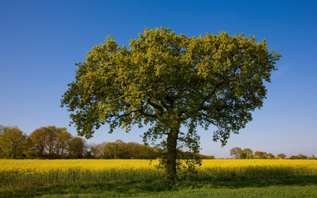 Large tree yellow flowers blue free wallpaper - medium preview image