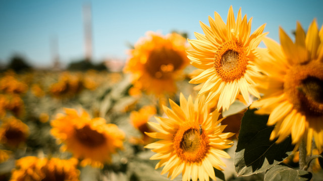Sunflowers blue sky building autumn free wallpaper - medium preview image
