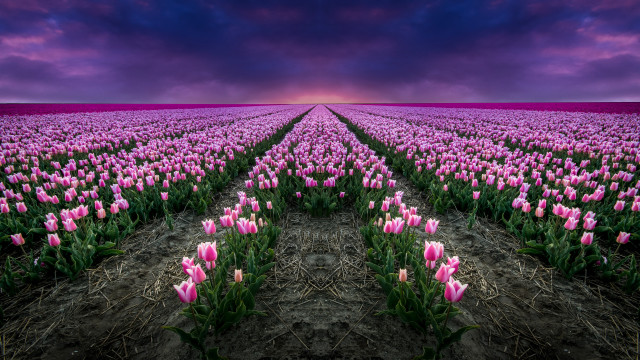 Pink tulips purple sky clouds free wallpaper - medium preview image