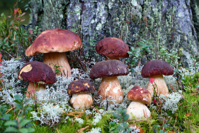Mushrooms mossy ground forest autumn free wallpaper - medium preview image