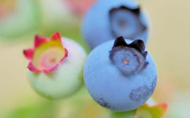 Blueberry plant macro ecological art free wallpaper - medium preview image