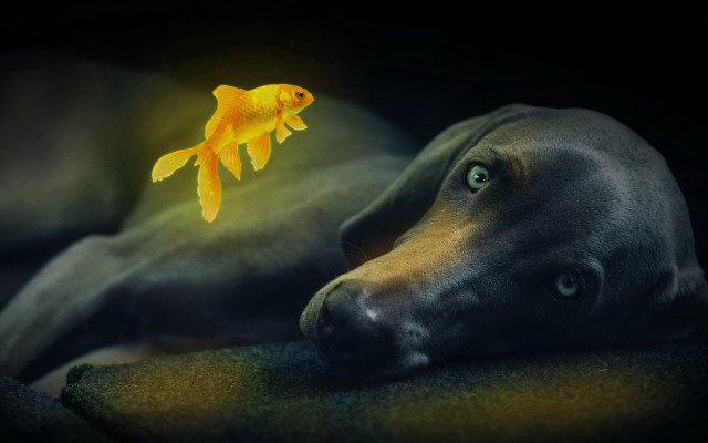 Dog couch goldfish glowing fish free wallpaper - medium preview image