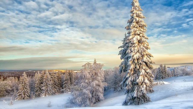 Snowy tree landscape mountain lake free wallpaper - medium preview image