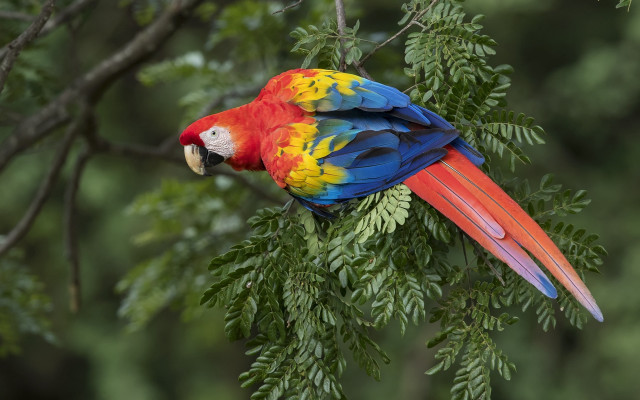 Colorful parrot fauvism puzzle animal free wallpaper - medium preview image