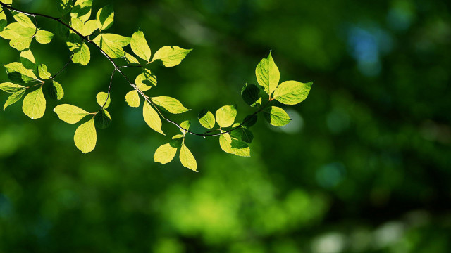 Green leaf sunlight bokeh butterfly free wallpaper - medium preview image
