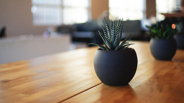 Plants couch table minimalism shallow free wallpaper - medium preview image