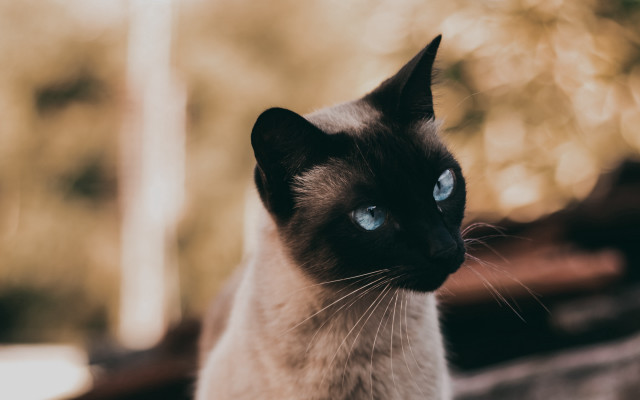 Siamese cat blue eyes portrait free wallpaper - medium preview image