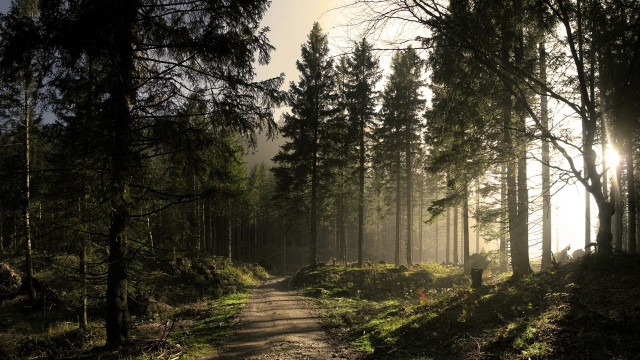 Dirt path forest sunlight fog free wallpaper - medium preview image