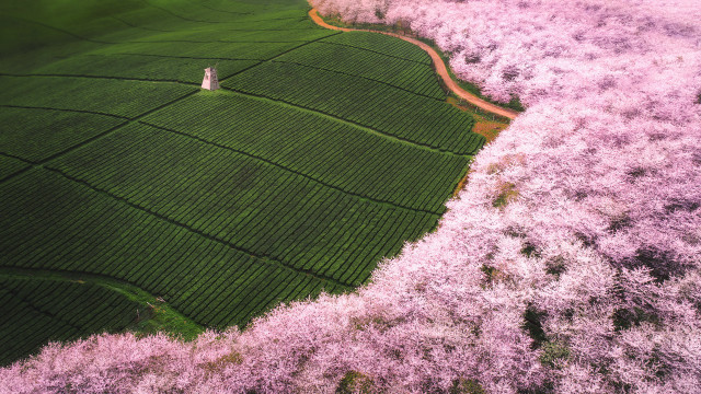 Field trees person tiltshift aerial free wallpaper - medium preview image