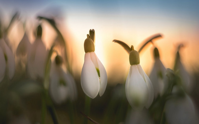 Flower sky bokeh macro blurry free wallpaper - medium preview image