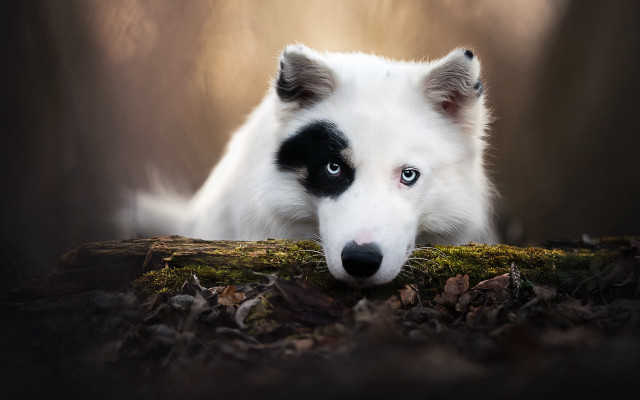 White dog black spots sad #2 free wallpaper - medium preview image