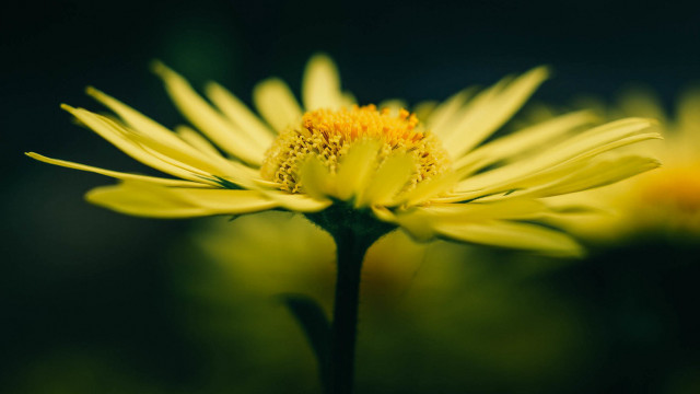 Yellow flower green background blurry #5 free wallpaper - medium preview image