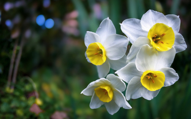 White yellow flowers green bokeh free wallpaper - medium preview image