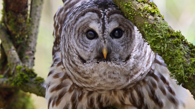 Owl moss face closeup nature free wallpaper - medium preview image