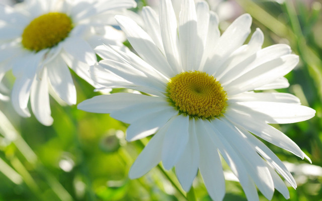 White flower field bokeh macro #4 free wallpaper - medium preview image