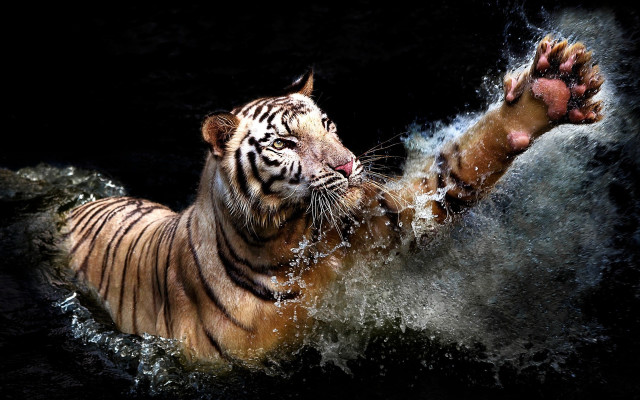 Tiger swimming planet starry sky free wallpaper - medium preview image