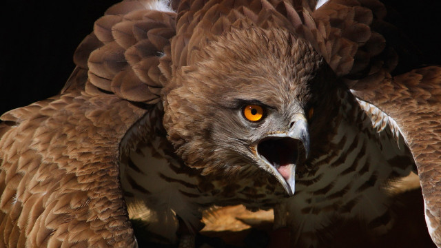 Large bird with big beak free wallpaper - medium preview image