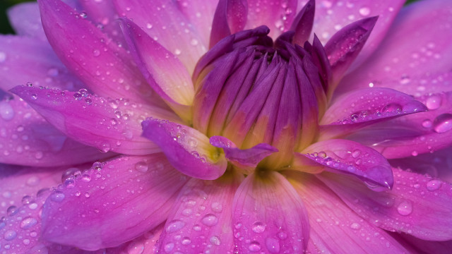 Purple flower water droplets macro #2 free wallpaper - medium preview image