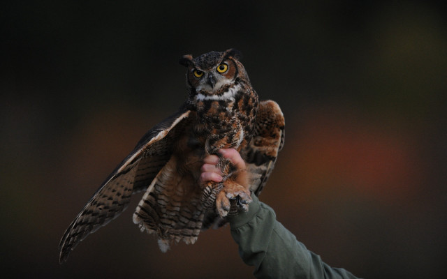 Owl yellow eyes wings hand free wallpaper - medium preview image
